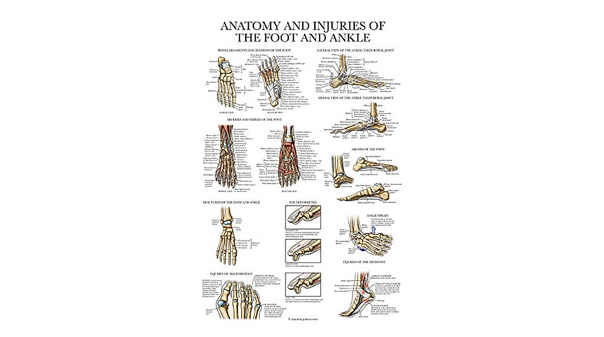 Foot & Ankle Anatomy Poster - Durable Laminated Chart for Education