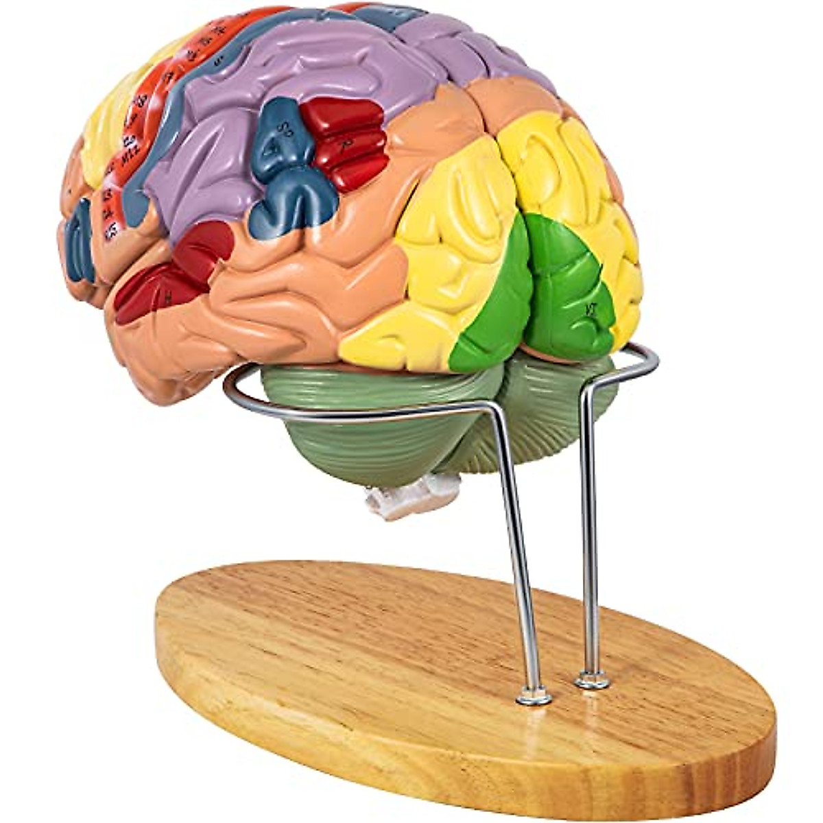 VEVOR Human Brain Model - Accurate 4-Part Anatomy for Education