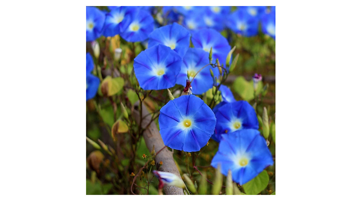 Rare Blue Morning Glory Seeds for Beautiful Gardens