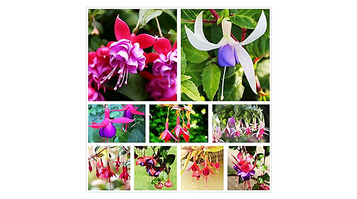 Mixed Fuchsia Seeds for Beautiful Garden & Home Growth