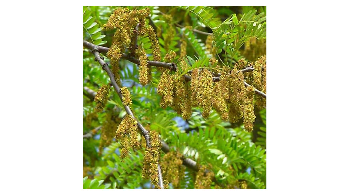 Grow Fast-Growing Honey Locust Trees | CHUXAY GARDEN Seeds
