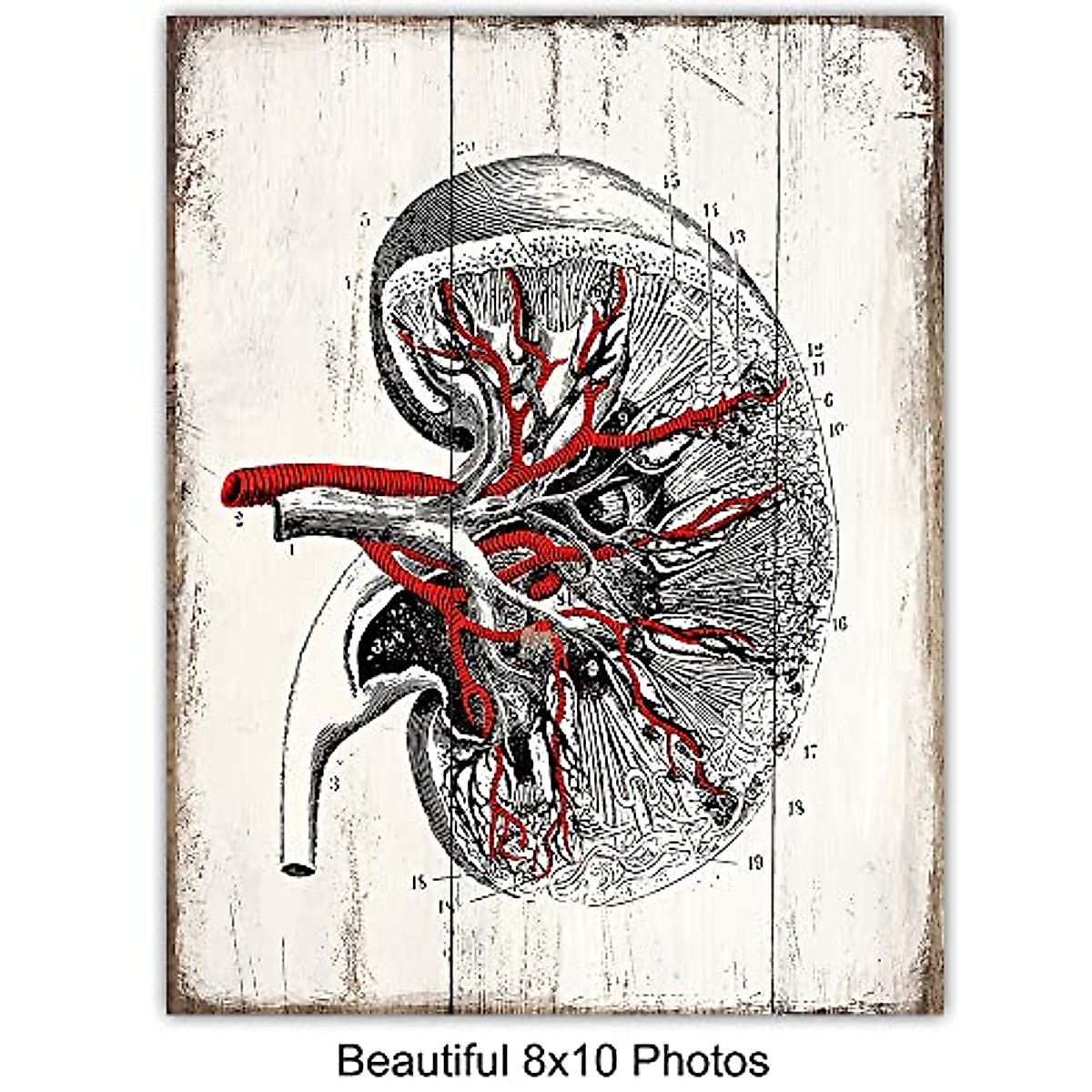 Vintage Medical Anatomy Wall Art Prints for Clinics