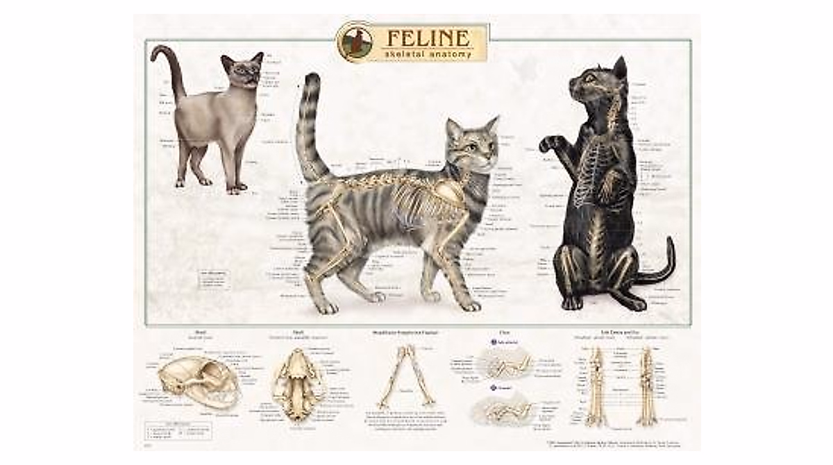 Feline Cat Skeletal System Anatomical Poster