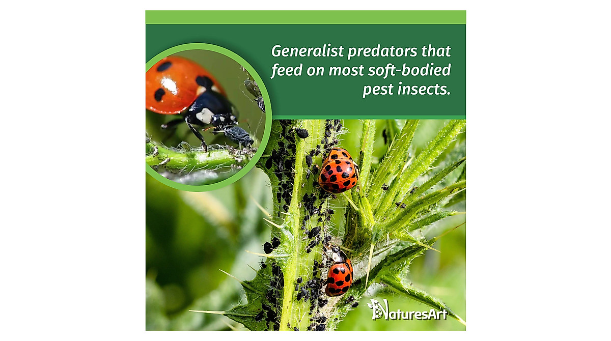NaturesArt 3000 Live Ladybugs for Natural Pest Control