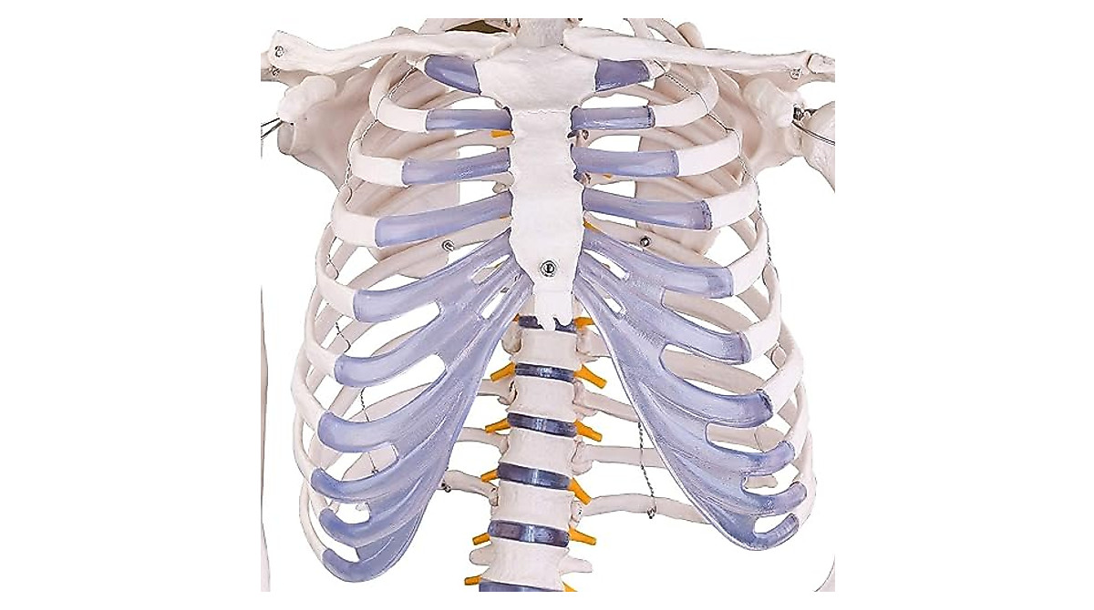 RONTEN Human Skeleton Model - Life Size Medical Anatomy Skeleton