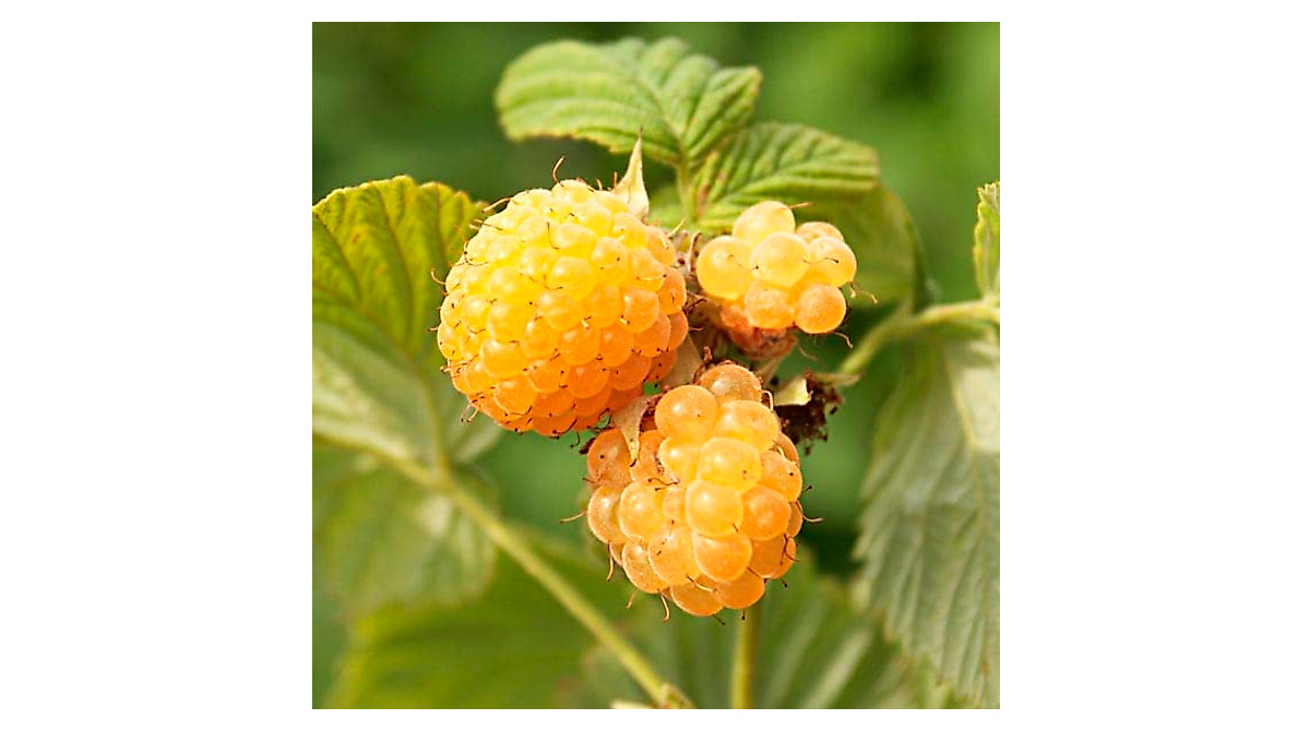 Grow 'Fall Gold' Yellow Raspberry Plants | Easy Garden Bushes