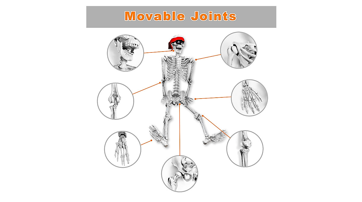 Posable 36'' Full Body Halloween Skeleton Decor | Movable Joints