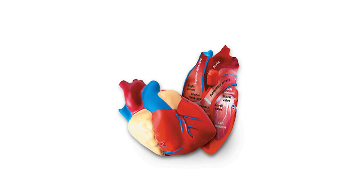 Learning Resources Cross-Section Human Heart Model for Kids