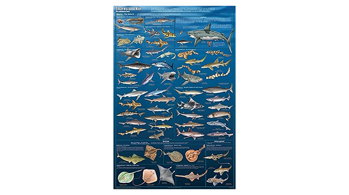 Feenixx Sharks Educational Chart Poster - Great White