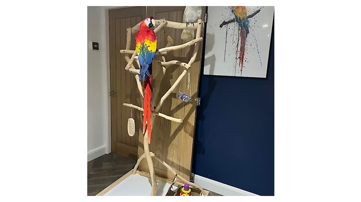 Picture Idea: Exoticdad Parrot Stand Safe Custom Made Perches