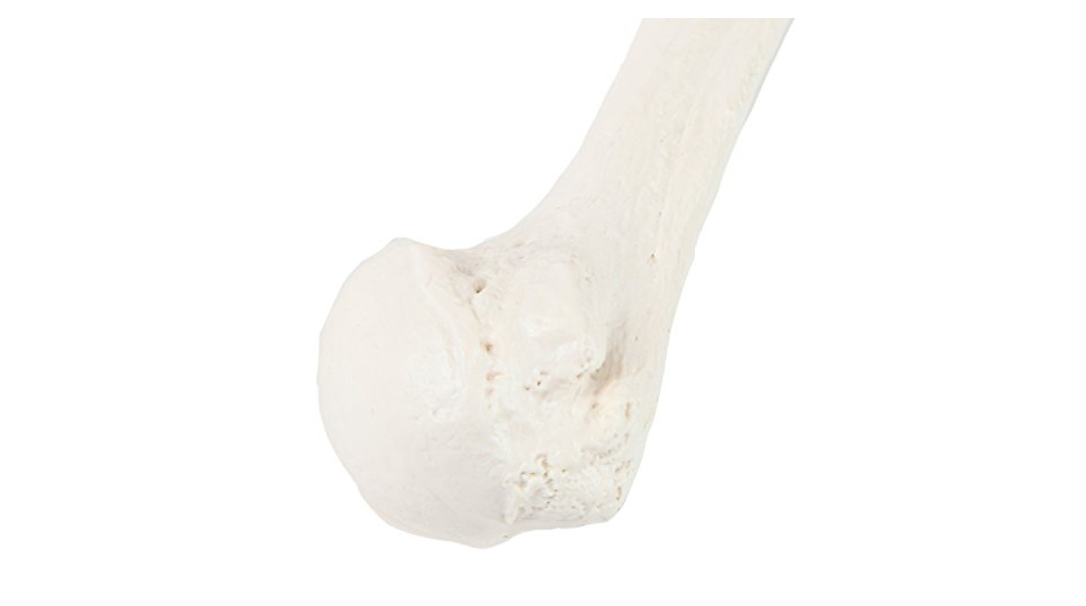 Humerus Bone Model - Realistic Human Anatomy Replica for Study