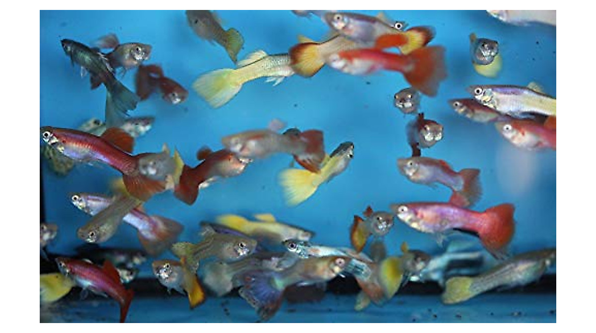 Family of 25 Fancy Guppies - Live Tropical Fish for Aquarium or Pond
