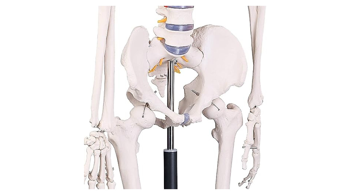 RONTEN Human Skeleton Model - Life Size Medical Anatomy Skeleton