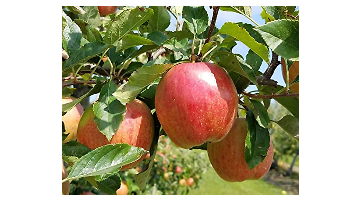 Gala Apple Tree - Easy Care Semi Dwarf by TriStar Plants