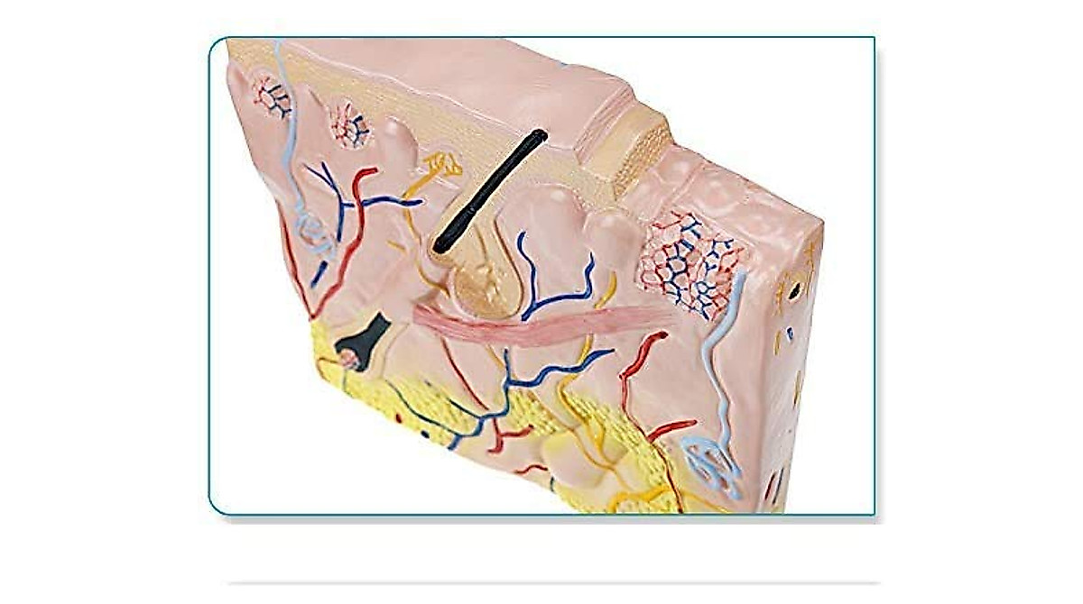 Human Skin Structure Model for Medical Students