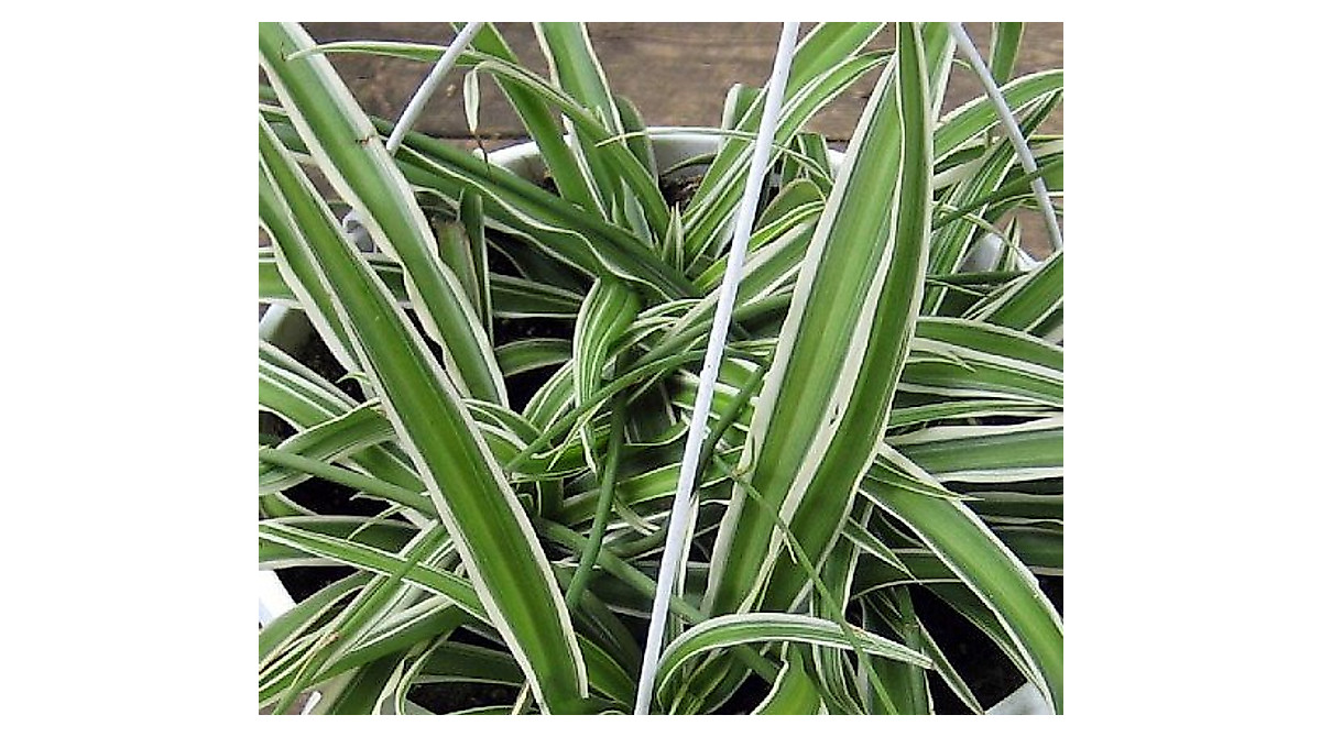 Buy Reverse Variegated Spider Plant | Easy Care & Air Clean