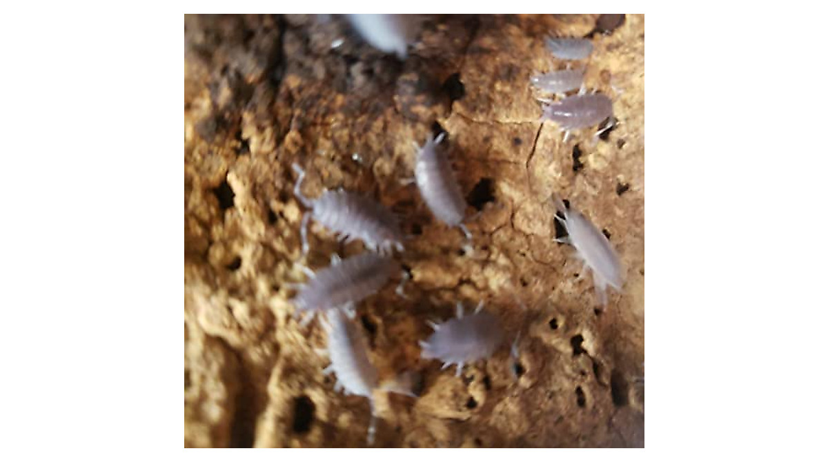 20 Roly-Poly & Powder Blue Isopods - Ultimate Combo