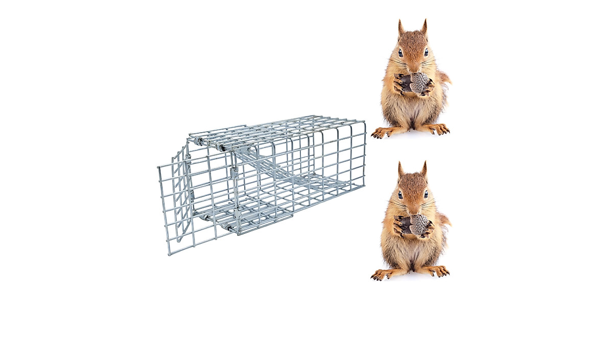 One Way Door Squirrel Trap - Humane Living Solution