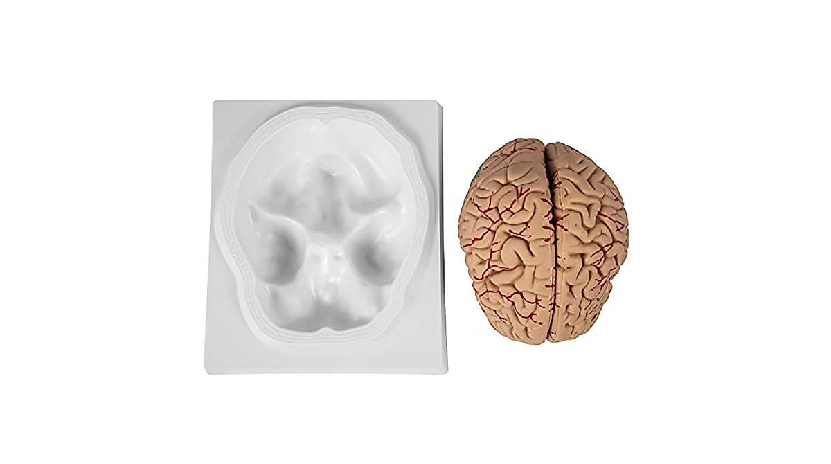 VEVOR Human Brain Model - 9-Part Anatomy Tool