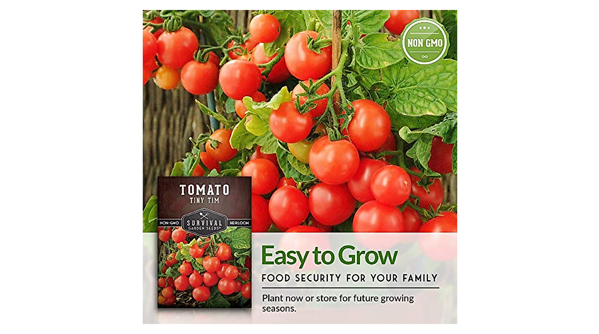 Grow Tiny Tim Tomatoes: Compact Non-GMO Seeds for Home Gardens