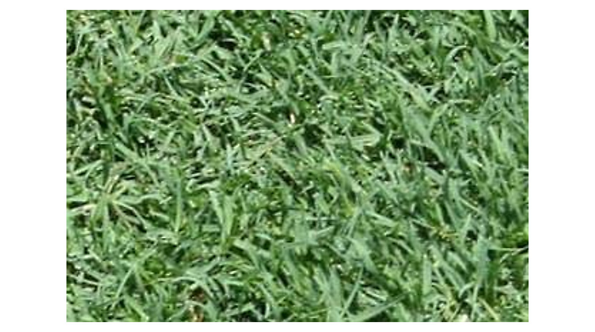 Seed Ranch Bermuda Grass Plugs for Lush, Durable Lawns