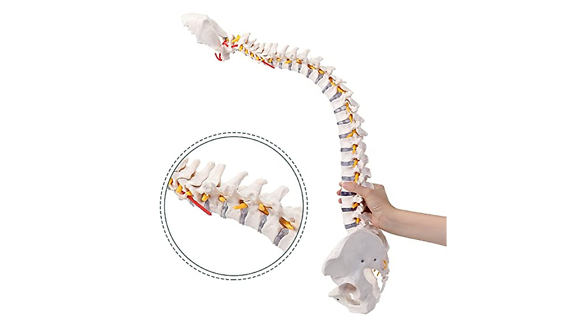 RONTEN Life Size Spine Model for Anatomy Teaching