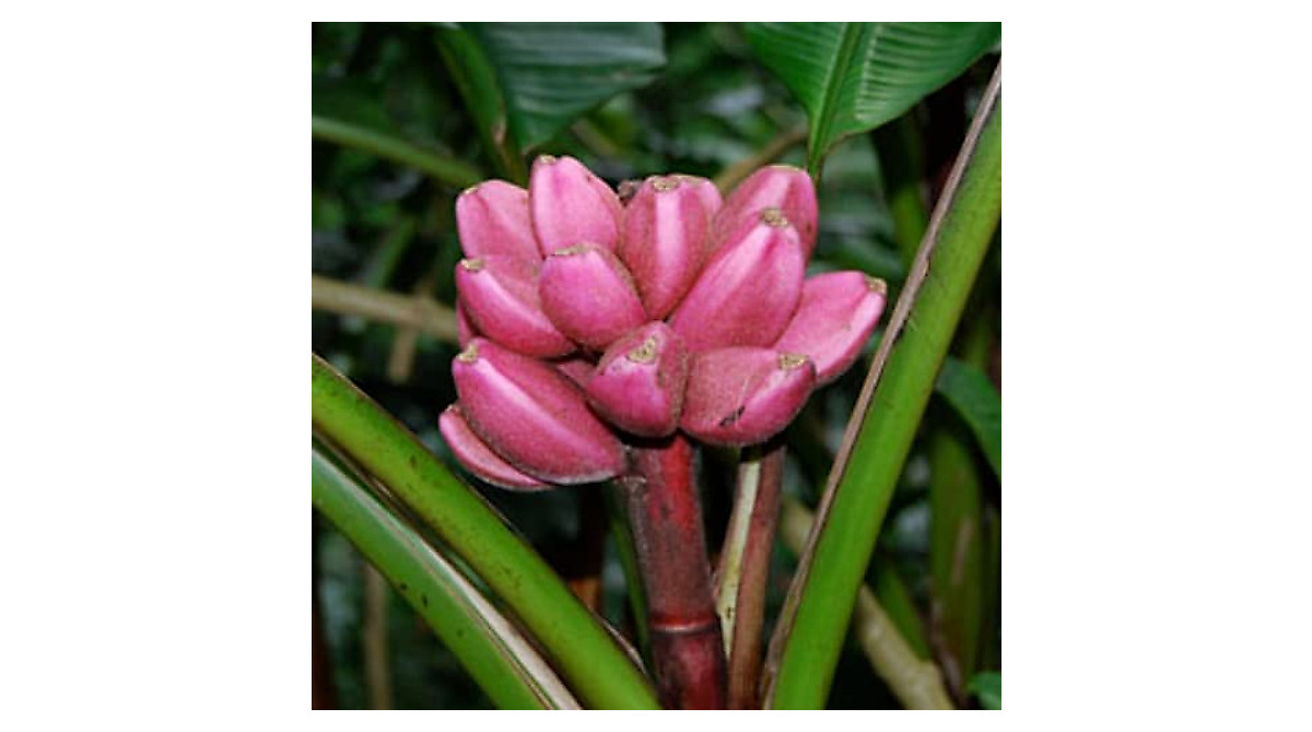 Buy Pink Banana Seeds - Musa Velutina for Unique Garden Display