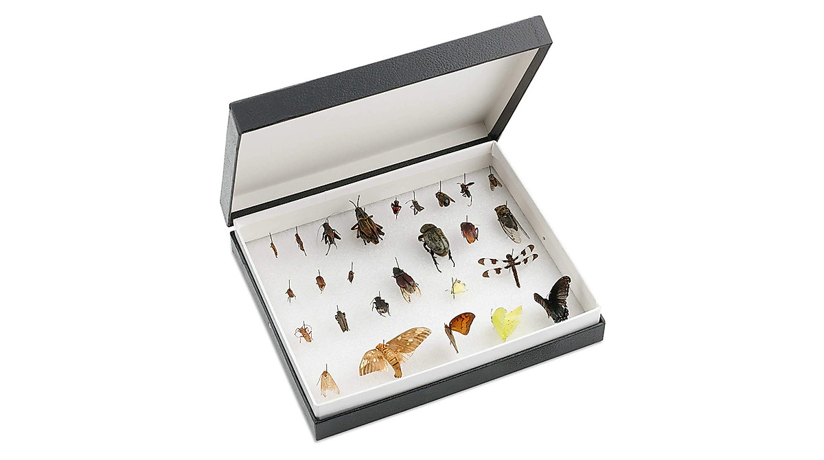 Forestry Suppliers Insect Box - Durable Storage & Display Solution
