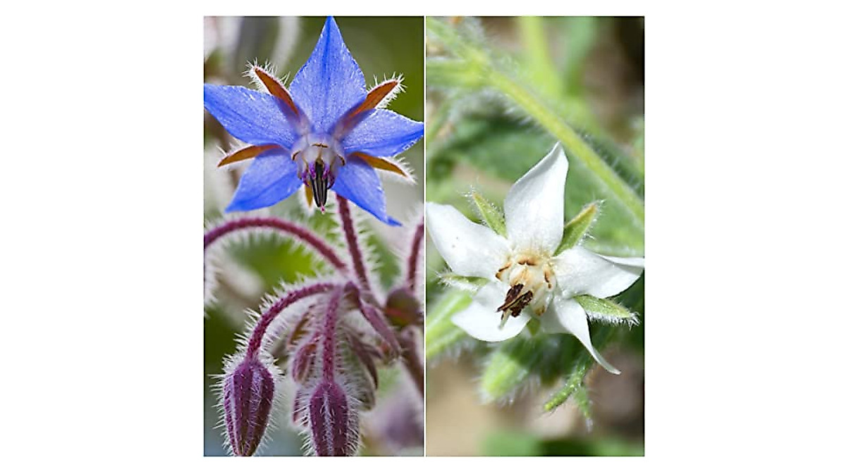 White/Blue Borage Seed Collection - Non-GMO, Edible Flowers