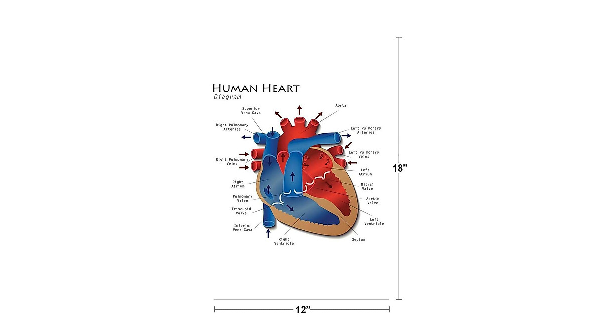 Human Heart Anatomy Diagram Poster - Educational Wall Art