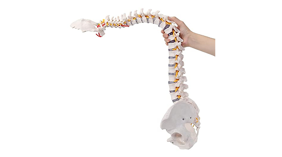 RONTEN Life Size Spine Model for Anatomy Teaching