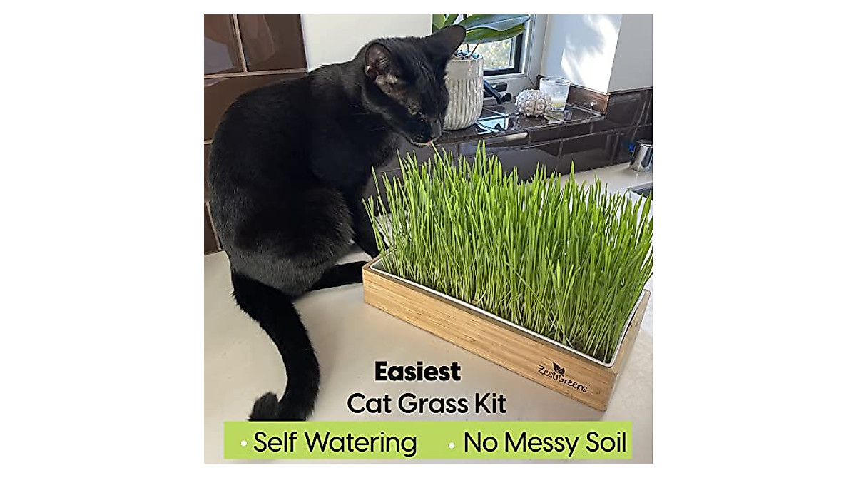 Self Watering Cat Grass Kit - Easy Indoor Pet Grass Grower