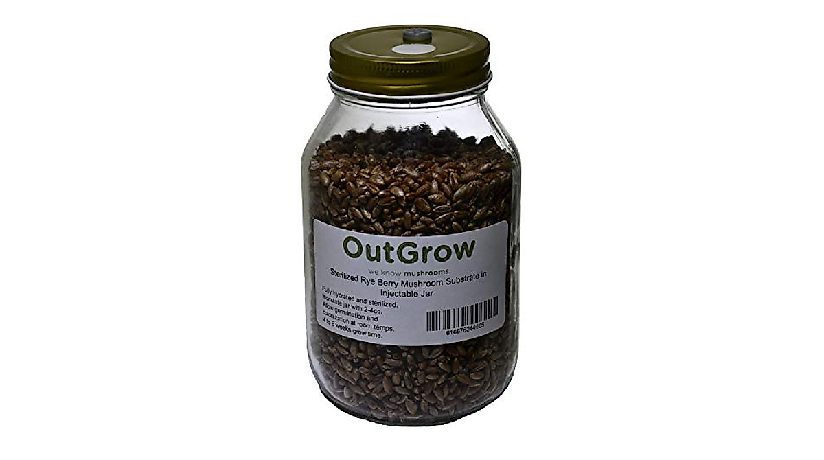 Sterilized Rye Berry Mushroom Substrate in Quart Jar - Ready to Inoculate