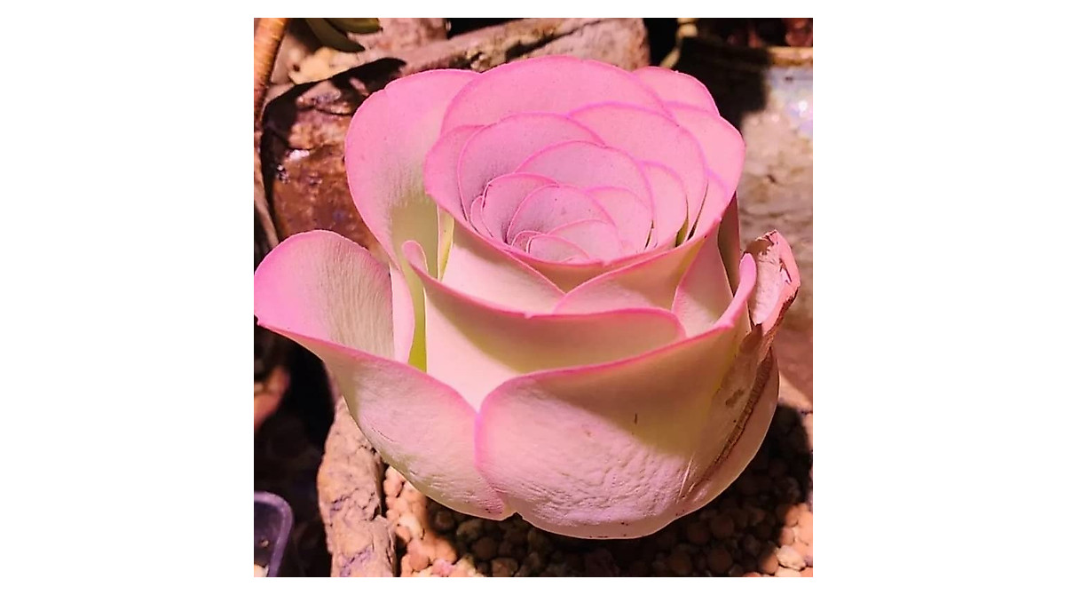 Pink Mountain Rose Succulent - Rare Perennial for Gardens & Gifts