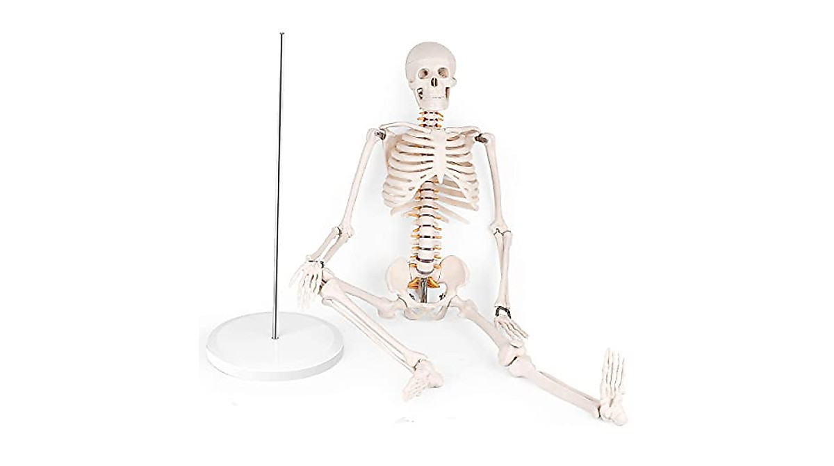Mini Human Skeleton Anatomy Model - 1/2 Size for Education and Training