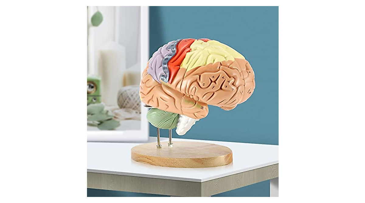 SOEPOTIX Human Brain Model Anatomy, 2X Life Size 2024 Newest - View #7