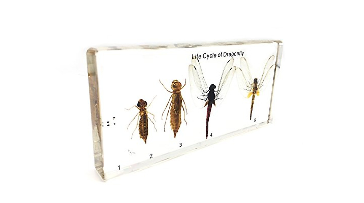 Explore the Lifecycle of a Dragonfly Specimen