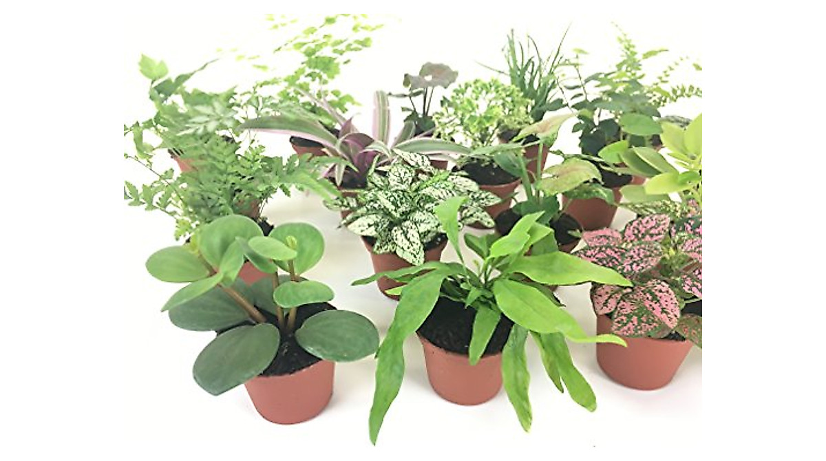 Mini Fairy Garden Plants - Assorted 2
