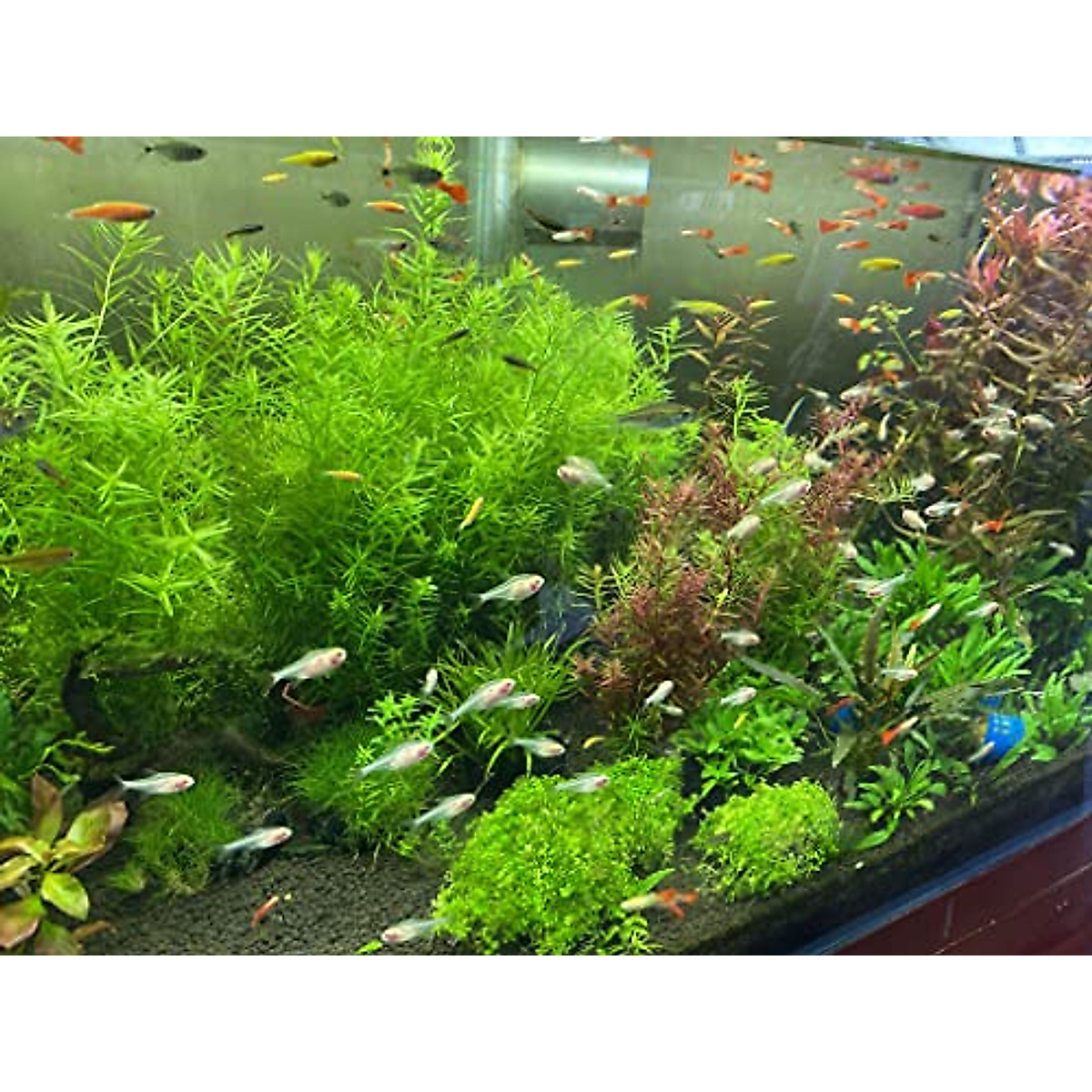 Landen Aqua Soil for Healthy Freshwater Aquariums