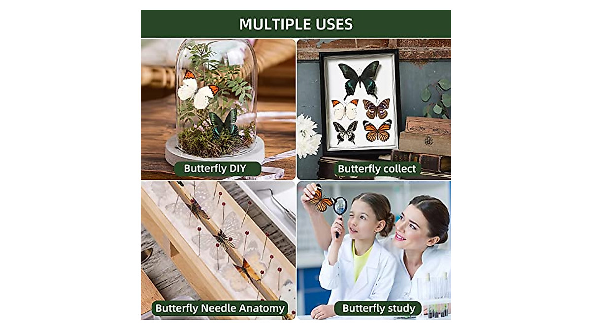 12 Pcs Real Taxidermy Butterfly Set for Art & Education | Unique Decor