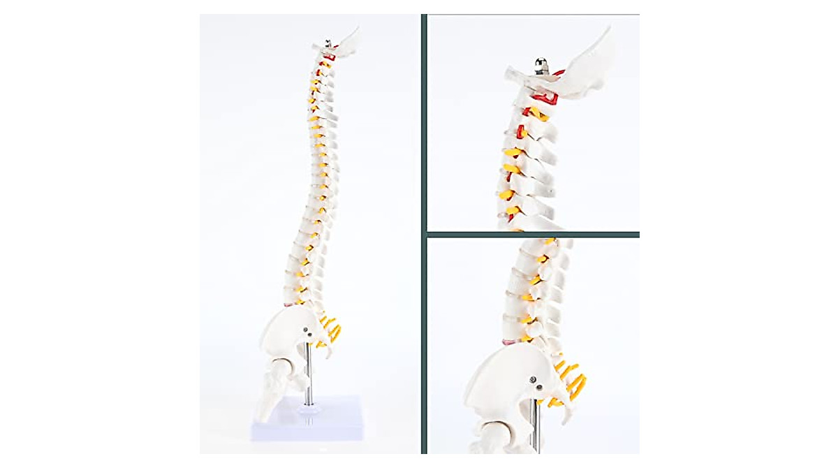 RONTEN Mini Spine Model - Ideal for Education & Display
