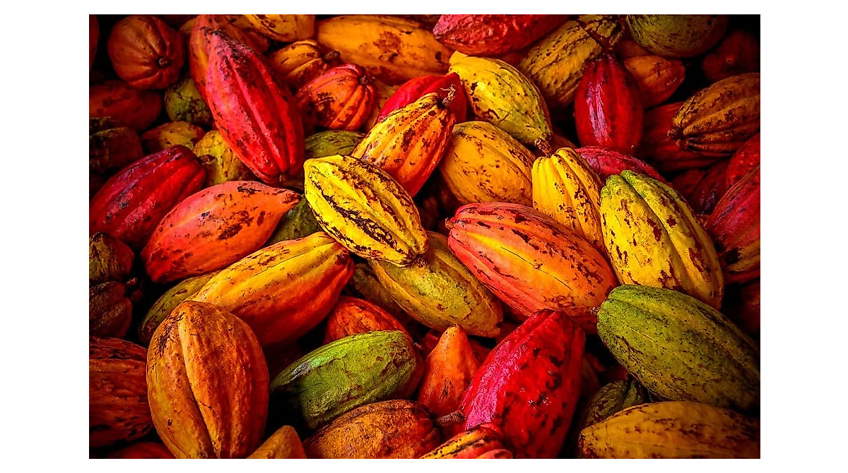 Fresh Cacao Seeds for Planting | Grow Chocolate & Bonsai