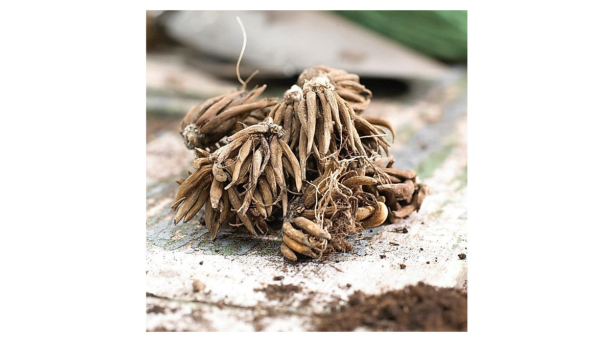 Ranunculus Bulbs Porcelaine - Vibrant Pink Flowers for Gardens