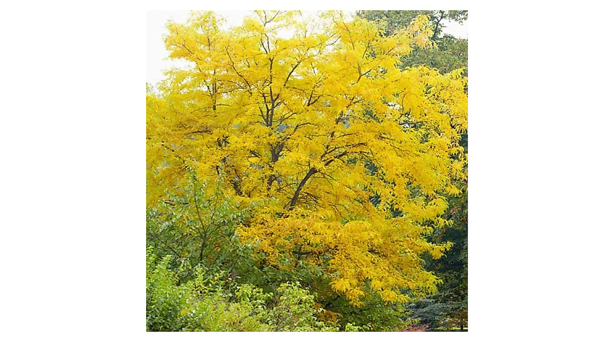 Grow Fast-Growing Honey Locust Trees | CHUXAY GARDEN Seeds