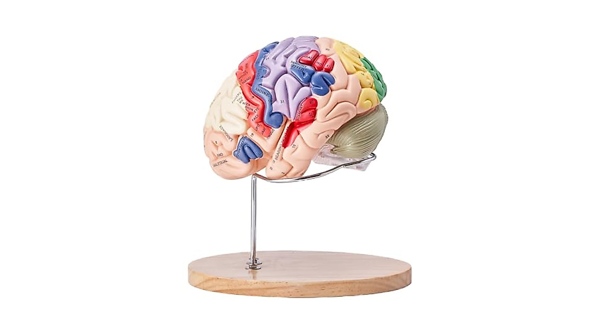 Human Brain Model 9-Part Life Size Anatomy Tool for Education