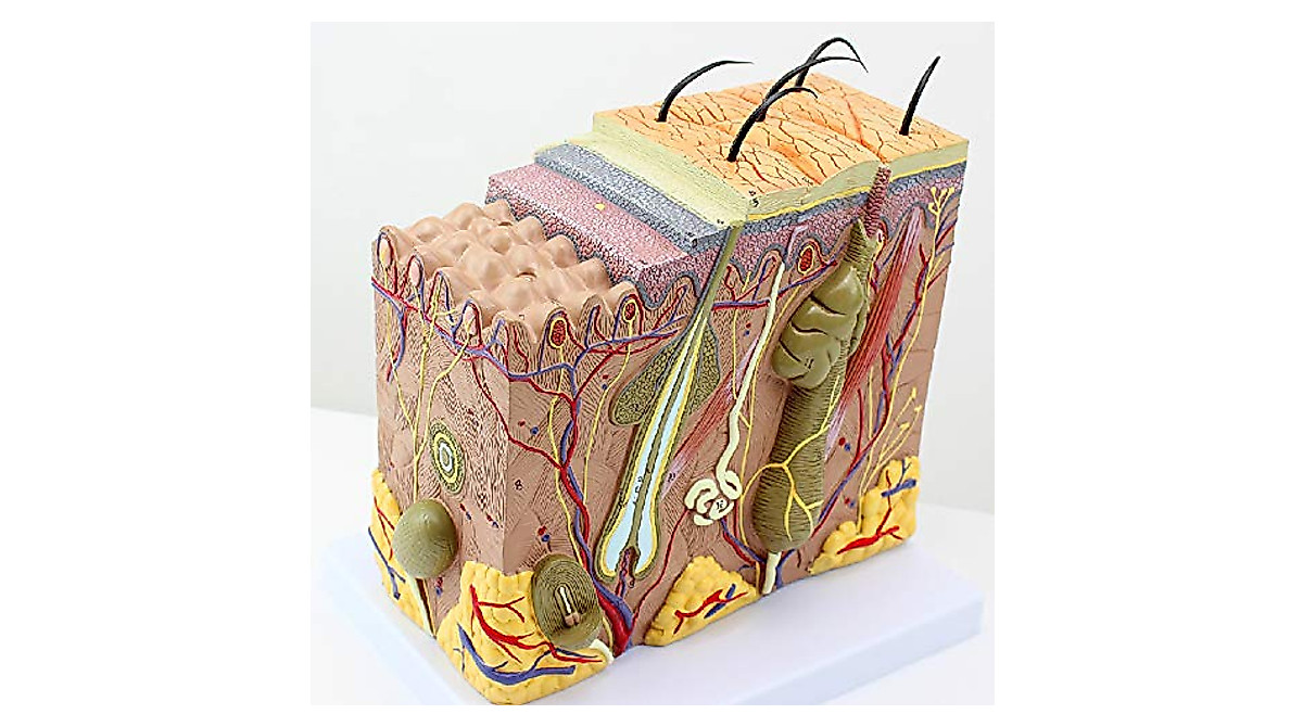 3D Skin Anatomical Model for Teaching & Communication