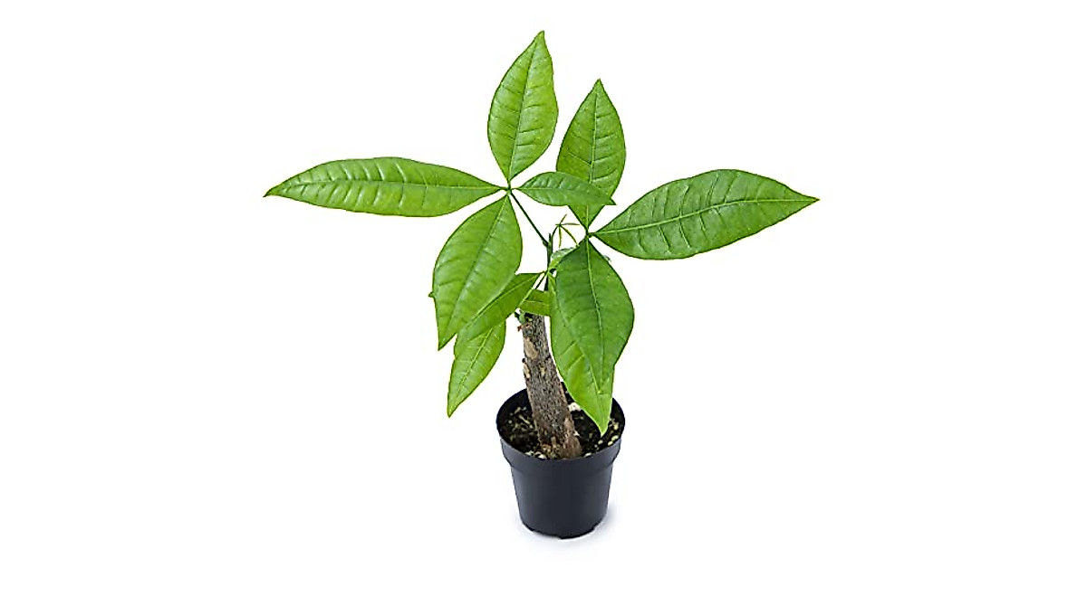 Live Money Tree Plant - Prosperity & Good Fortune Indoor Tree
