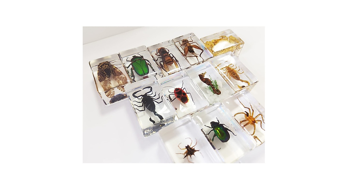 CXUEMH 12-Piece Real Insect Collection - Clear Resin Bug Decor