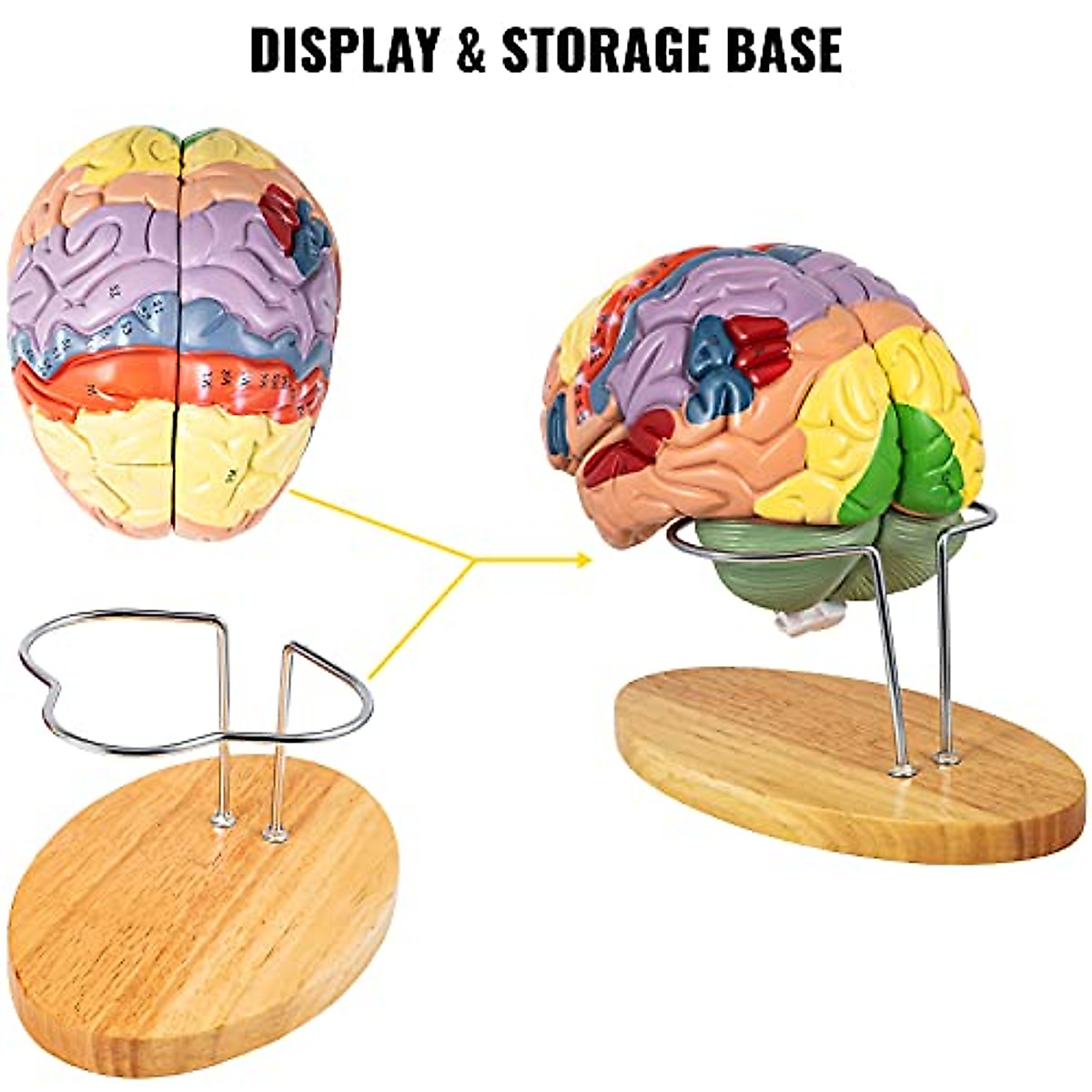 VEVOR Life-Size Human Brain Model for Teaching