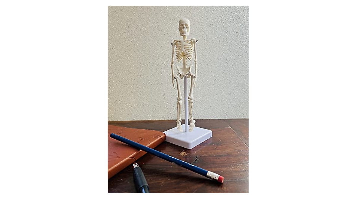 Mini Human Skeleton Model - 8.6